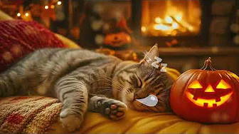 12 Hours Cat Healing Music 🐈 Relaxation Music for Cats | Gentle Piano & Soft Calm 🐱 Cat TV