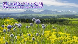 ヒゴタイ公園 熊本県阿蘇郡産山村 絶滅危惧種 Kumamoto Pref Higotaikouen Park Ubuyamamura Village Youtube