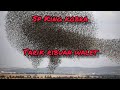 Suara Panggil Walet Respon Luar Biasa Tarik Ribuan Walet Sp King Cobra Mp3 - Mp4 Download