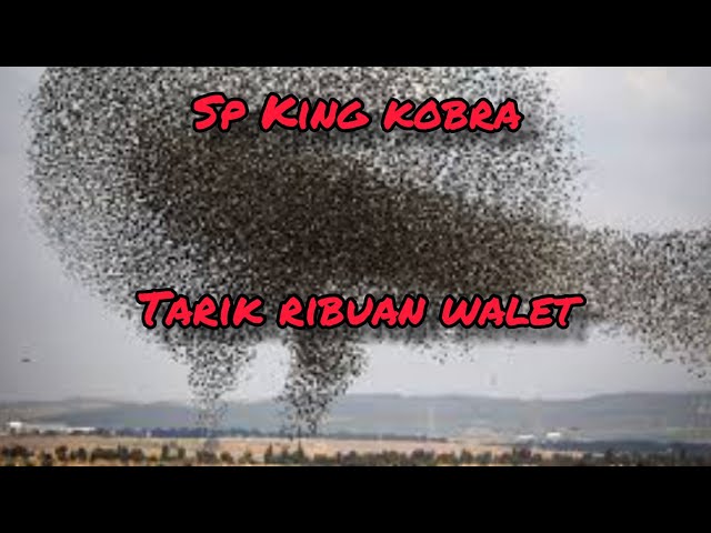 Suara panggil walet respon luar biasa,  tarik ribuan walet . sp King cobra class=