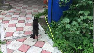 Походка пожилой кошки с артрозом тазобедренных суставов Походка пожилой кошки с артрозом тазобедренных суставов