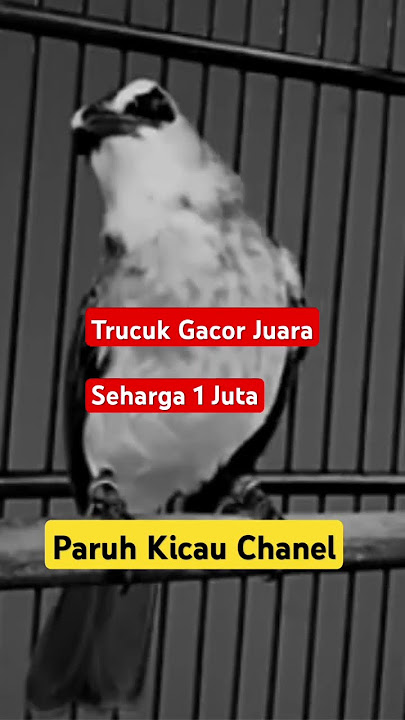 Trucukan gacor juara seharga 1 Juta #shorts #shortsvideo #shortsfeed #shortviral