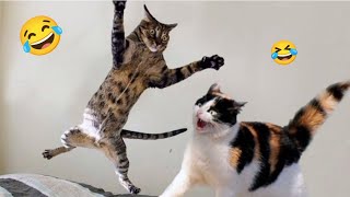 funny animals videos 😂 funniest cats and dogs 🐶 😺 the new funny videos