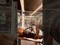 Decline Bench Press #youtubeshorts #viral #viralvideo #gym