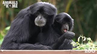The sound of Siamangs