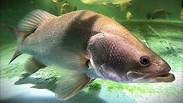 2x Nile Perch & 3x Barramundi 2.5ft 2yo