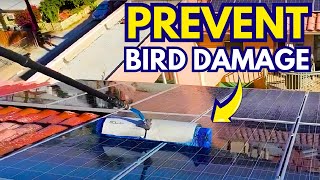 Expert Strategies for Birdproofing Solar Panels