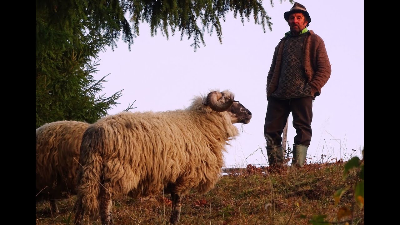POENARI LEON, pt.a V-a, part V -  La boncănitul cerbilor, Cu oile în tomnat