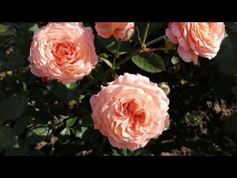 Vídeo: Com S’utilitza L’aigua De Roses A La Cuina?