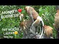 Gay Animals Funny Monkeys 7 Try not to Laugh! #monkey #funnyanimals #funnymonkeys #babymonkey #funny