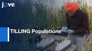 TILLING Populations Generations by Ethyl Methanesulfonate Mutagenesis | Protocol Preview