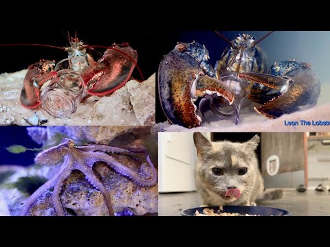 Is Leon The Lobster Smarter Than Two?