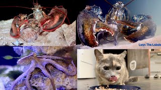 Is Leon The Lobster Smarter Than Two?