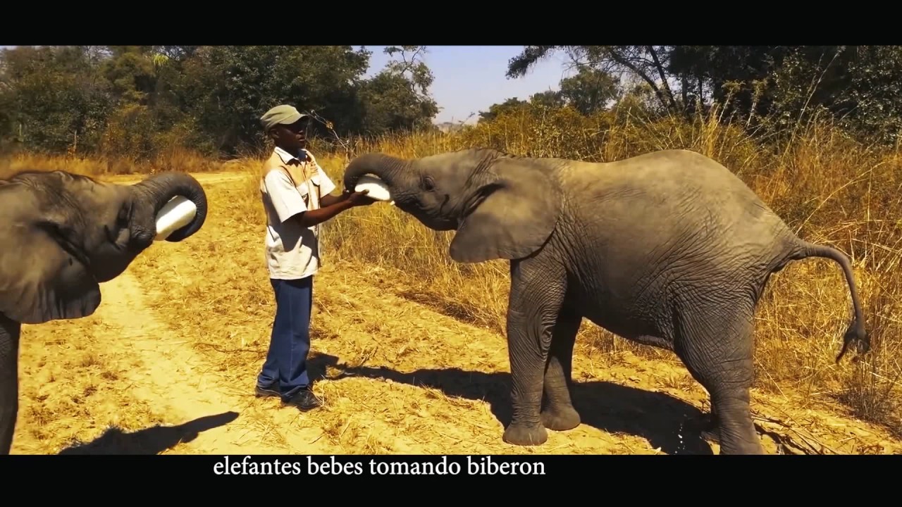 Elefantes bebes tomando biberón