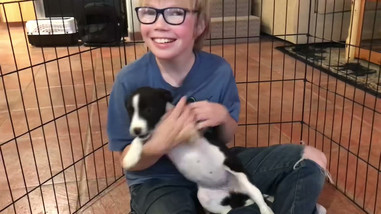 Xailing - 8 Wk Border Basenji