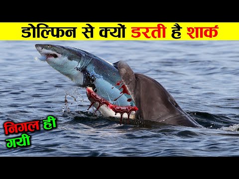 आखिर shark डॉलफिन से इतना डरती क्यों है shark vs dolphin who is more powerfull ! animals ! sea fish