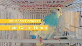 Visitando Fortaleza • Luis Carlos Uchoa, criador de periquitos de cor arcoiris, arlequim e texas