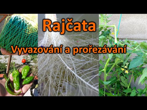 Video: Vše, Co Potřebujete Vědět O Dědictví Rajčata