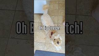 Oh Big Stretch!  #shorts #dog #funny