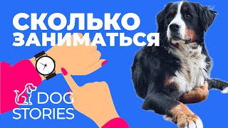 Сколько нужно заниматься с собакой 🐕 Как долго играть со щенком 🐩 Как правильно проводить занятия🐾