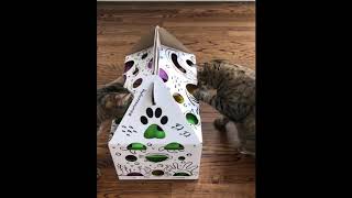 Joy & Treasure discover Cat Amazing EPIC! by CatAmazing 273 views 5 years ago 48 seconds