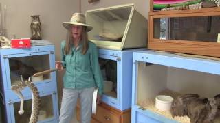 Rattlesnakes With Sandy Anderson