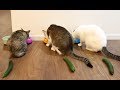 猫とうさぎにきゅうり置いてみた。- I put cucumbers behind cats and rabbits