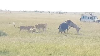 Male Lion Takes Down Buffalo With Ease
