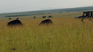 Buffalo Bull Saves Buffalo Cow From Lion Pride