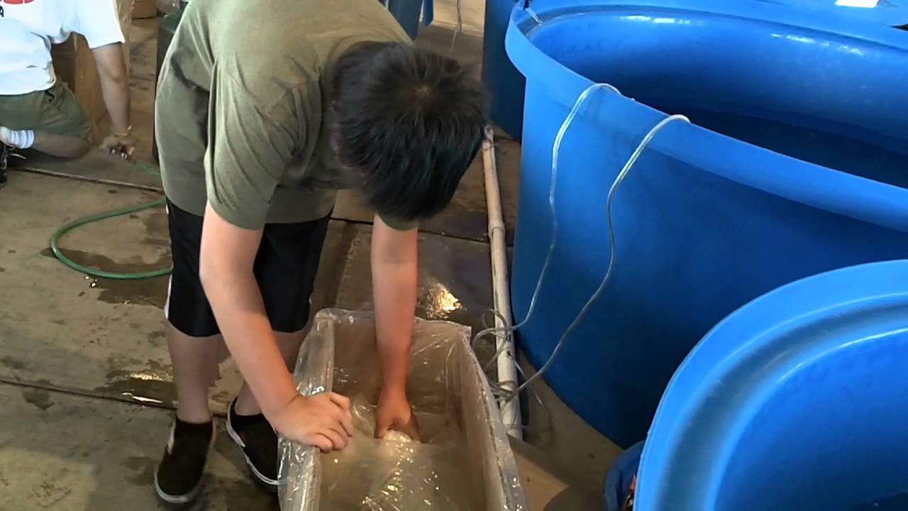 2011 09 Tom Tran teaching his boys on preparing koi for transport - Part 1