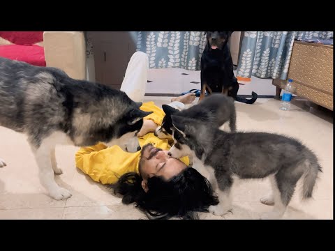 Fake Death Prank On My Dog Husky Puppies 