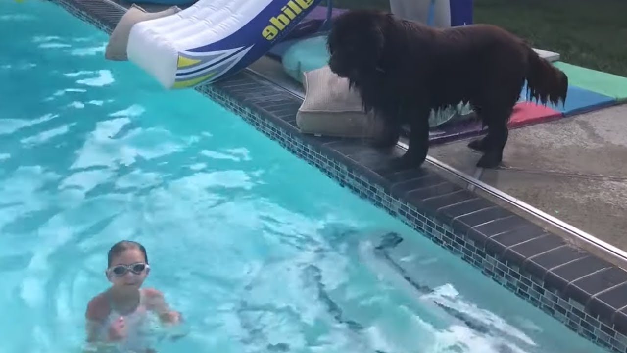 Huge Newfoundland accidentally slides into pool - YouTube