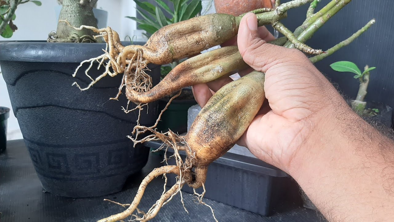 Três formas de como recuperar o caudex murcho de sua rosa do deserto