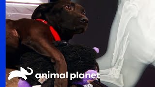 Vets Attempt To Fix Dog's Shattered Leg | Dr. Jeff: Rocky Mountain Vet