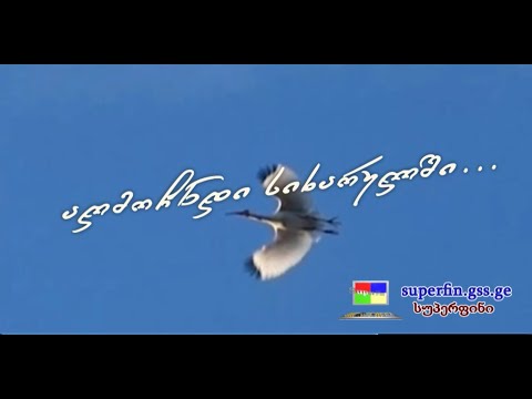 იფრინე - superfin.gss.ge - აღმოჩნდი სიხარულში
