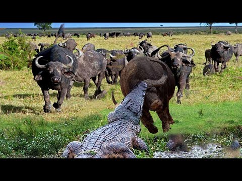 Ruthless Crocodile Targets Buffalo's Face in Shocking Attack