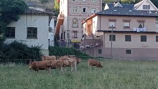 Vacas Pola de Allende , Asturias(2)