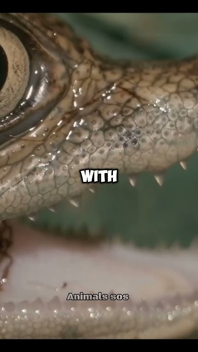 saltwater crocodile Conservation Status.#foryou #new #facts #fish #
