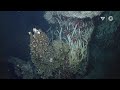Life at Hydrothermal Vents: Ecosystems of Extreme Environments