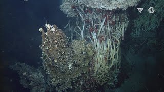 Hydrothermal vents: Explore a bizarre deep ocean habitat