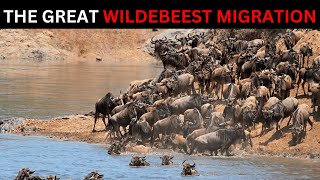 WILD SAVANNAH [AFRICA] The Epic Journey  Wildebeest Migration