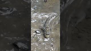 KETIKA IKAN BOSAN HIDUP DI AIR .. TEMBAKUL😳‼️ #Shorts #Unik #Respect
