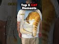 RANKING TOP 5 CAT FUNNY MOMENTS 🐈⬛😂