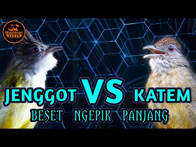 KAPAS TEMBAK VS CUCAK JENGGOT GACOR NGEPIK BESET PANJANG COCOK BUAT MASTERAN MURAI BATU class=