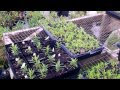 Butterfly Milkweed Tuberosa propagation