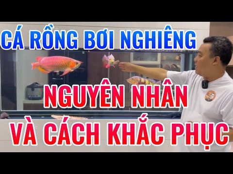 Cá Rồng Bơi Nghiêng Nguyên Nhân Và Cách Khắc Phục | Bệnh Cá Rồng | Chú Đầu Bạc