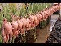 DRUMSTICK with QUAIL Recipe Prepared my DADDY / Village food factory