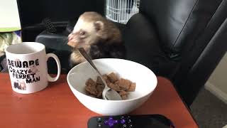 (Old video) Andre  Stealing my breakfast