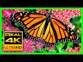 The Best Relaxing Garden in 4K - Butterflies, Birds and ...