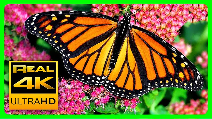 The Best Relaxing Garden in 4K - Butterflies, Birds and Flowers🌻🐦 2 hours - 4K UHD Screensaver - DayDayNews